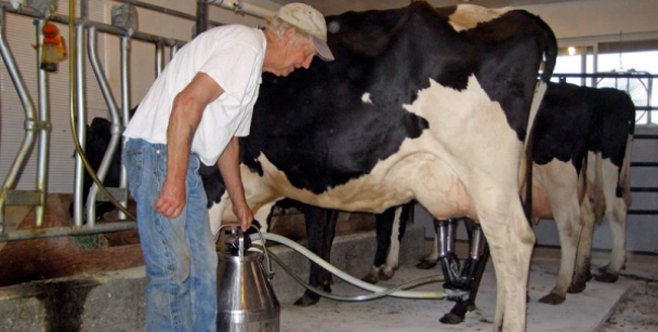 A crescut producția internă de lapte - acrescutproductialapte807-1467974112.jpg