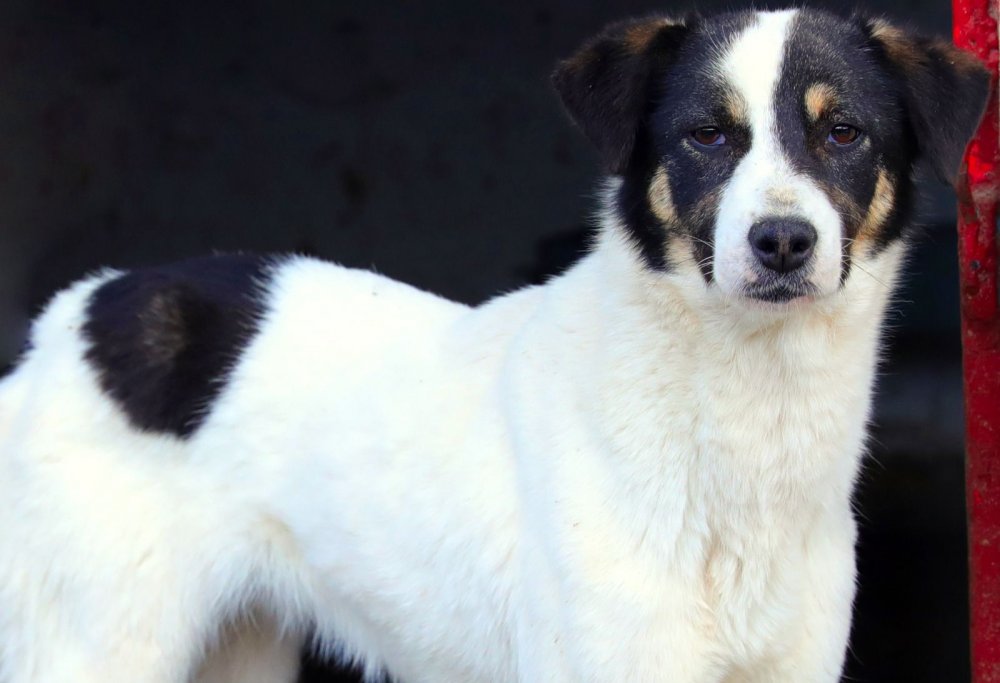 Îți plac animalele? Adoptă un câine de la adăpostul de pe strada Vârful cu Dor - adoptiesursaprimariaconstanta-1583413744.jpg