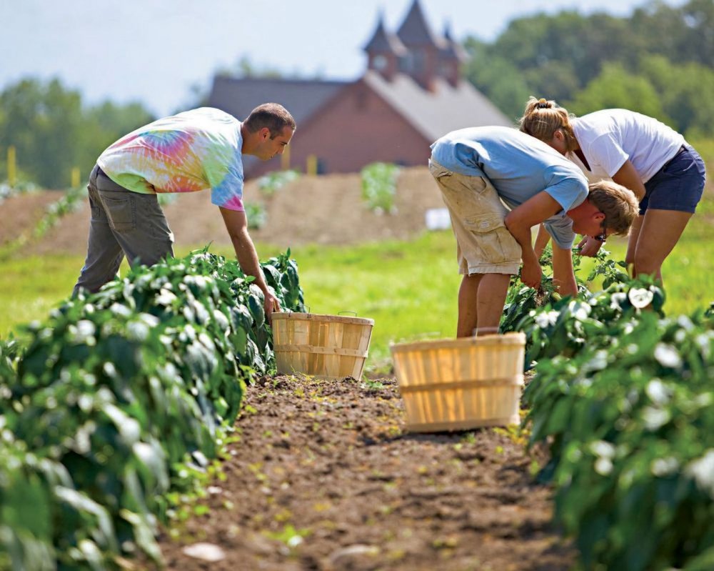 Agricultorii care cultivă plante aromatice vor primi sprijin financiar - agricultoriicarecultiva-1618755322.jpg