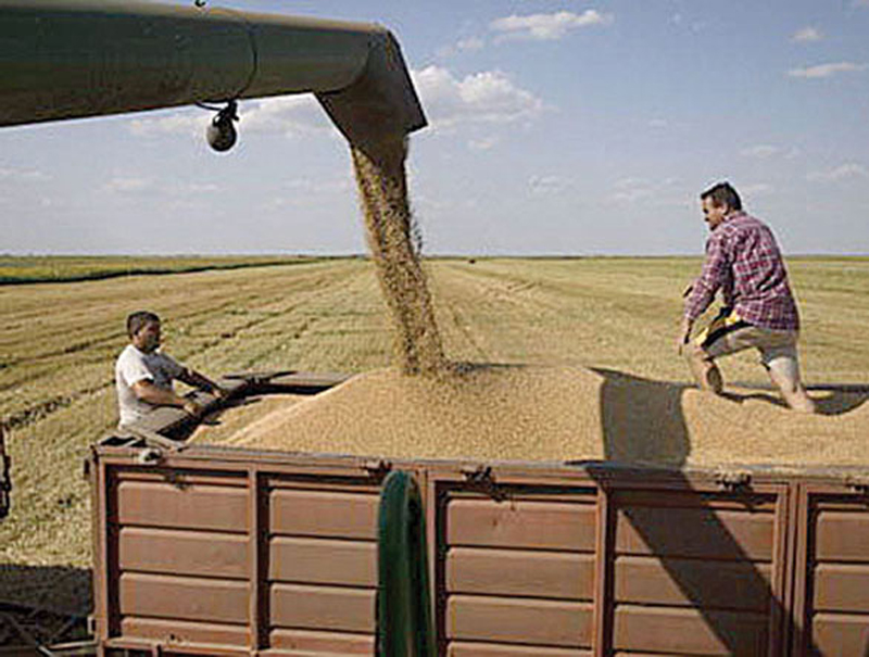 Agricultura a relansat comerțul en-gros - agricultura-1439396729.jpg