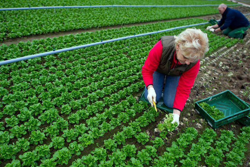 Vrei să faci agricultură ecologică? CCINA Constanța te învață cum - agriculturaecologica-1440777245.jpg