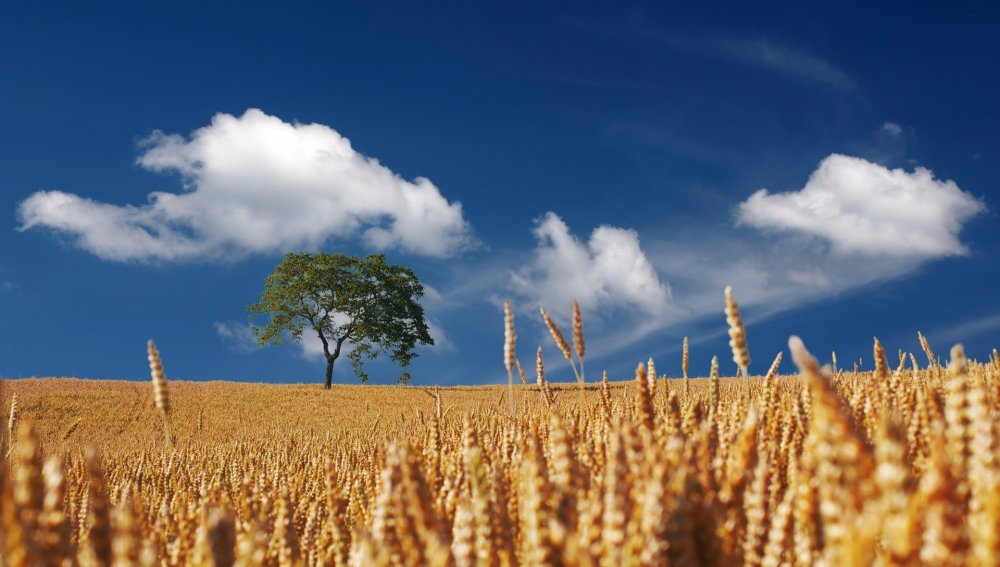 Agricultura ecologică ar putea duce la creşterea importurilor de cereale în UE - agriculturaecologica-1624558521.jpg