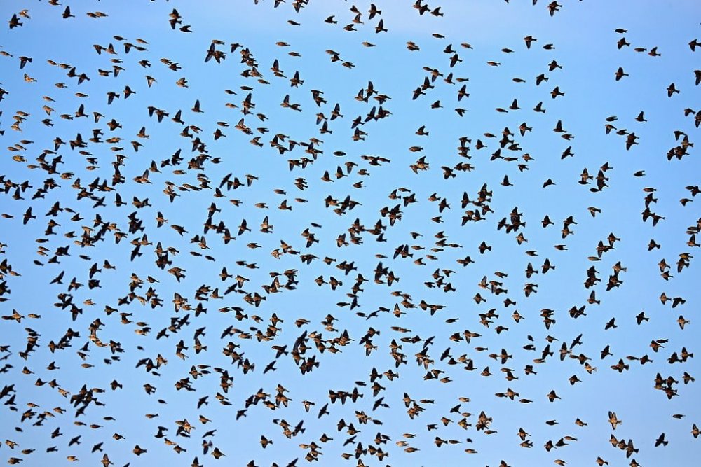 A început migraţia de toamnă a păsărilor - ainceputmigratia-1632642409.jpg