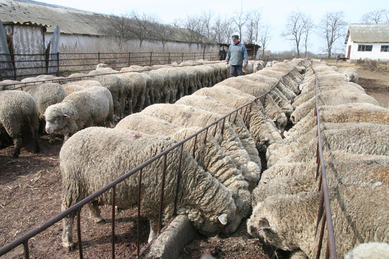Ajutați Institutul de Cercetare Palas, din Constanța, dacă vreți să dublăm exportul de ovine! - ajutatiinstitutul-1498062705.jpg
