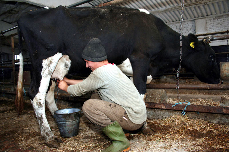 Ajutoare excepționale în sectorul laptelui și produselor lactate - ajutoare-1466698244.jpg
