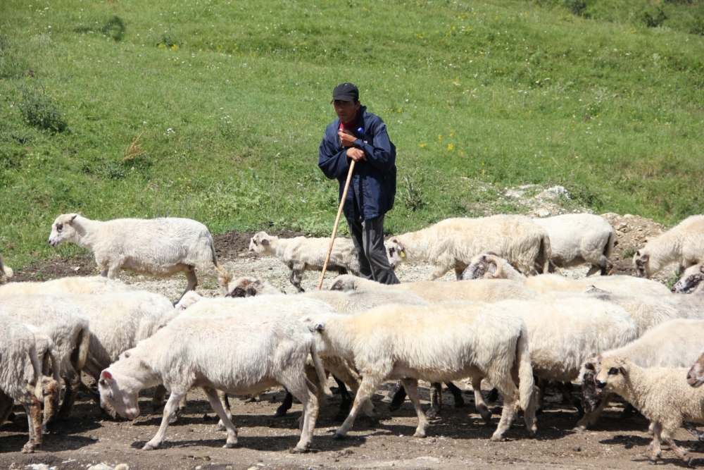 Crescătorii de oi și capre pot cere bani începând cu 9 septembrie. Ajutorul nu poate depăși 6,5 euro/cap - ajutor-1377782060.jpg