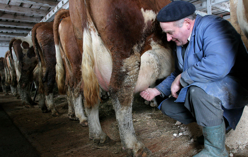 Ajutor excepțional pentru fermierii din sectorul laptelui - ajutor-1464527560.jpg