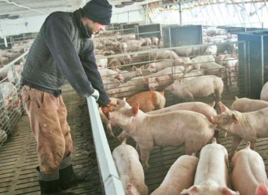 Ajutor de 11 milioane de euro pentru producătorii de carne de porc - ajutorde11milioanedeeuro-1480600263.jpg