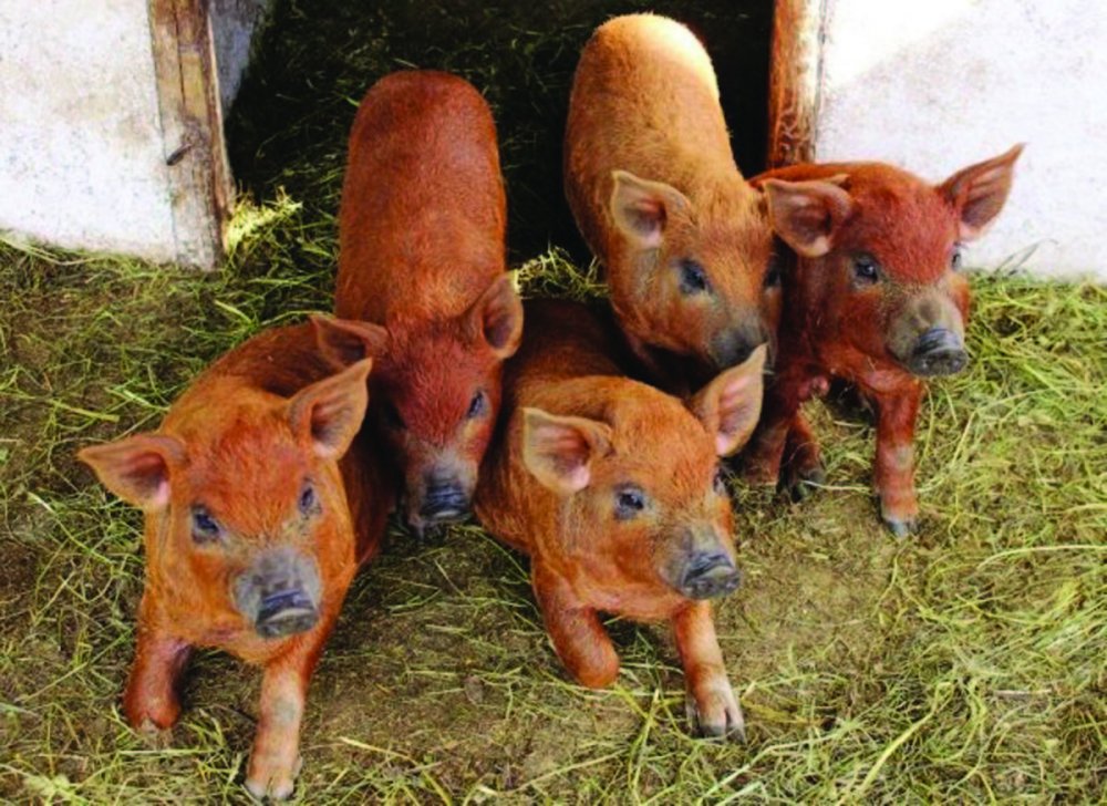 Ajutor de stat pentru creșterea porcilor de reproducție din rasele Bazna și Mangalița - ajutordestatpentrucrestereaporci-1588948577.jpg