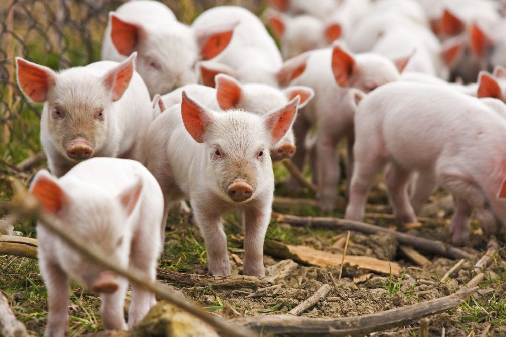 Ajutor european pentru combaterea pestei porcine - ajutoreuropeanpentrucombatereape-1544362836.jpg