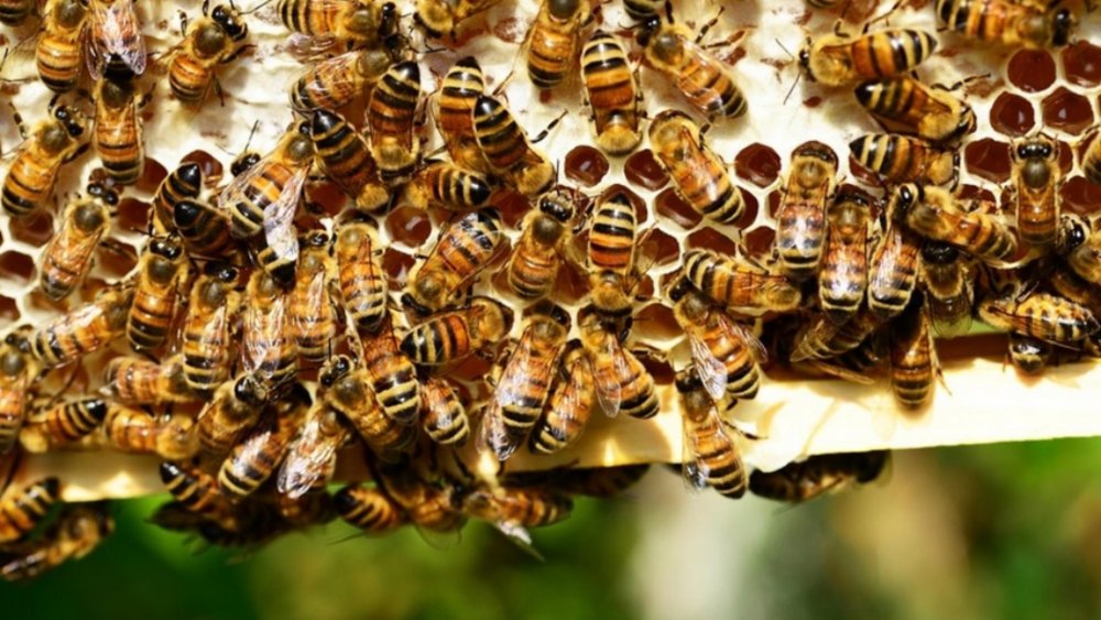 Un tânăr înțepat de albine de peste 20.000 de ori s-a trezit din comă - albine-1662045034.jpg
