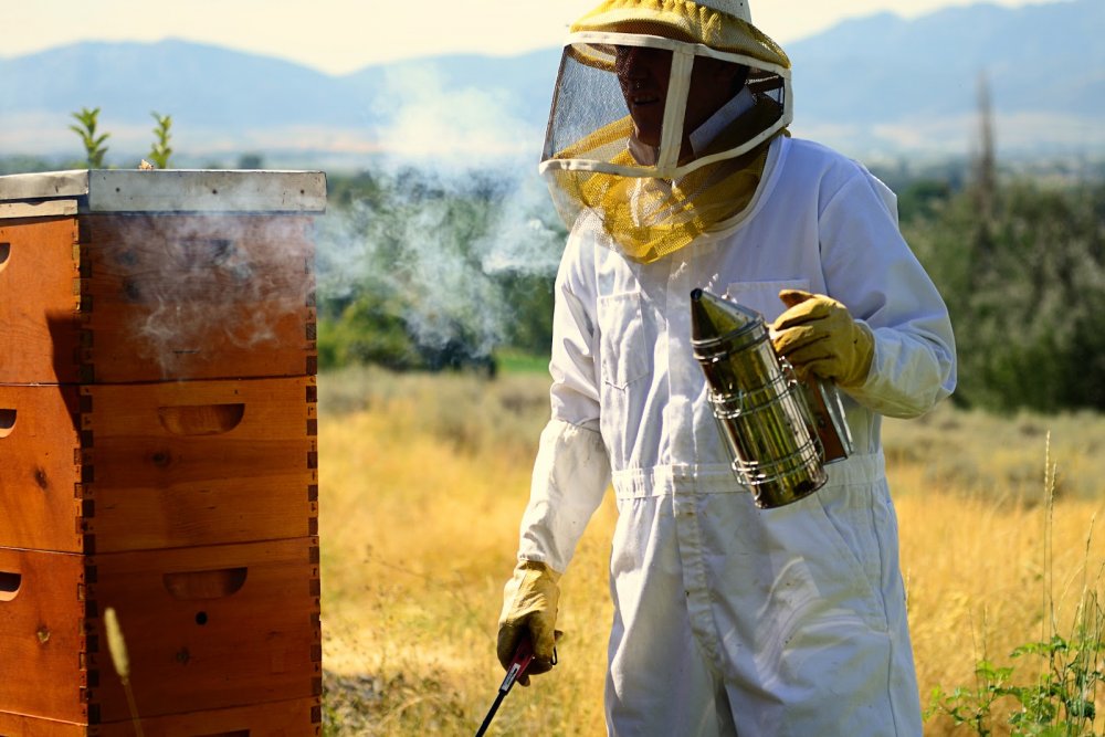 Albinele sunt pașnice! - albinele-1582581723.jpg
