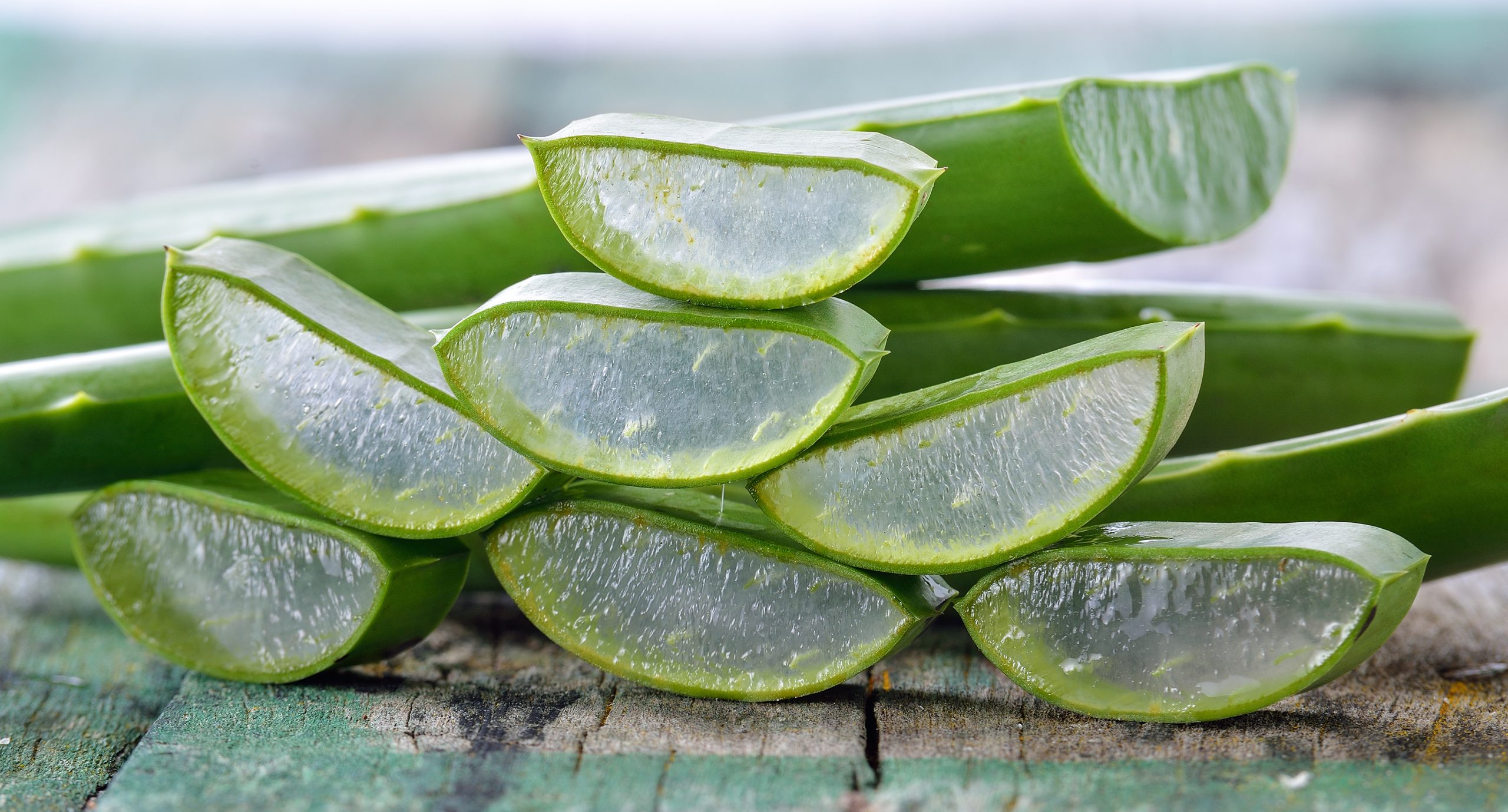 Aloe vera reduce riscul de afecțiuni cronice, cum ar fi diabetul - aloe-vera-1706884647.jpg
