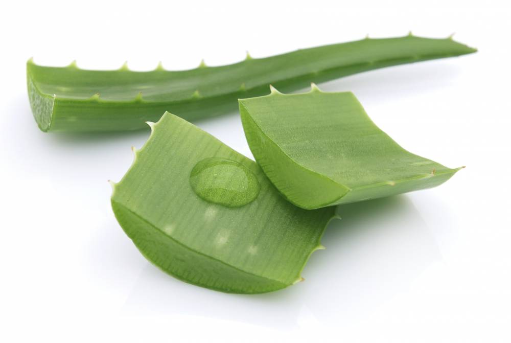 Aloe vera. Un tratament cosmetic eficient - aloeszetnyitvajo-1421233627.jpg