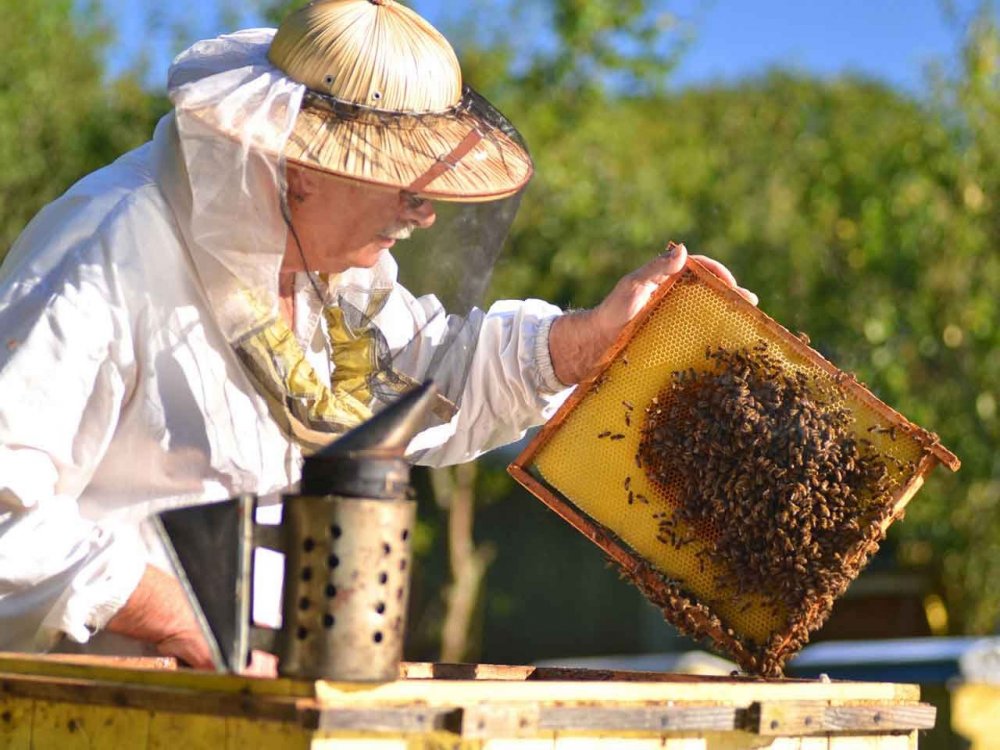 A fost aprobat ajutorul pentru apicultori - anbunpentruapicultoriiromani-1637163024.jpg