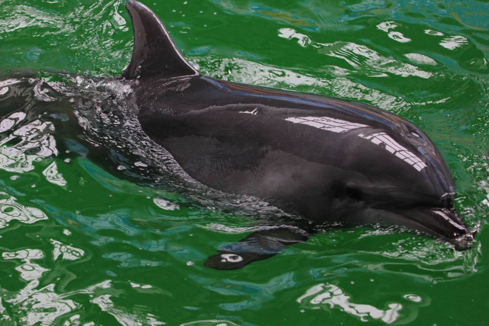 Apel pentru salvarea delfinilor din Marea Neagră - apelpentrusalvareadelfinilor-1427290079.jpg