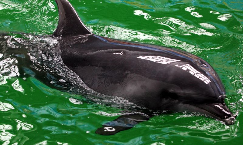 Apel pentru salvarea delfinilor din Marea Neagră - apelpentrusalvareadelfinilor-1427315476.jpg