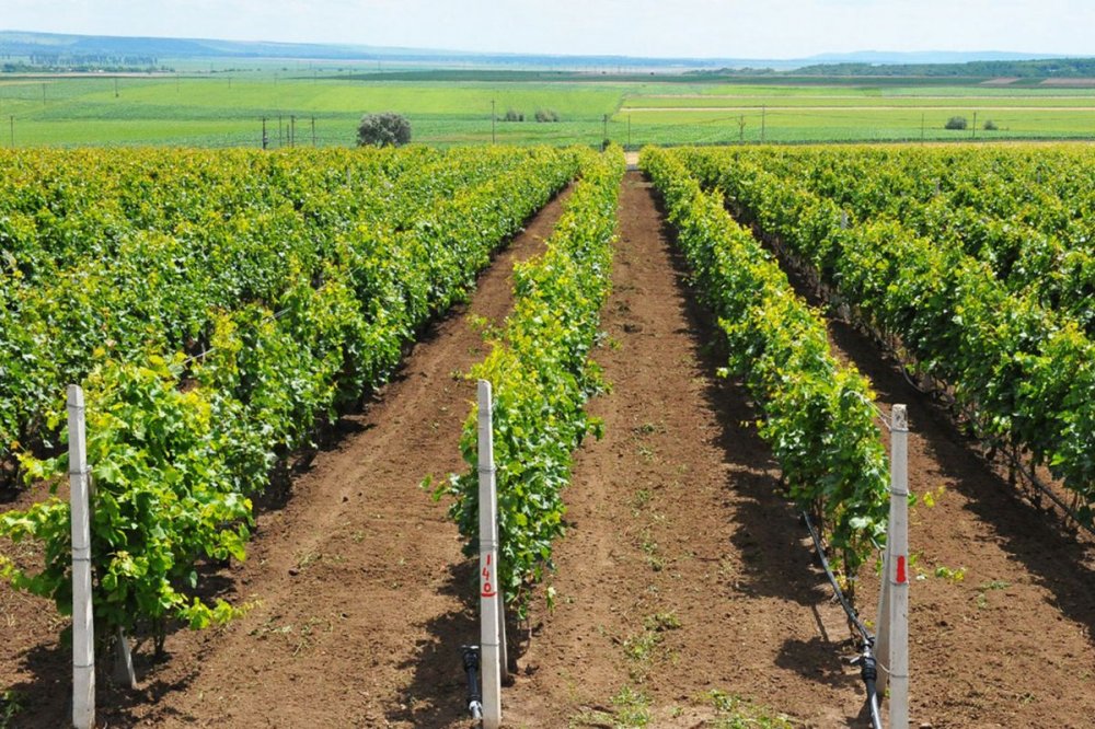 Producătorii din sectorul viniviticol pot primi bani dacă recoltează strugurii înainte de coacere - apia-1624033166.jpg