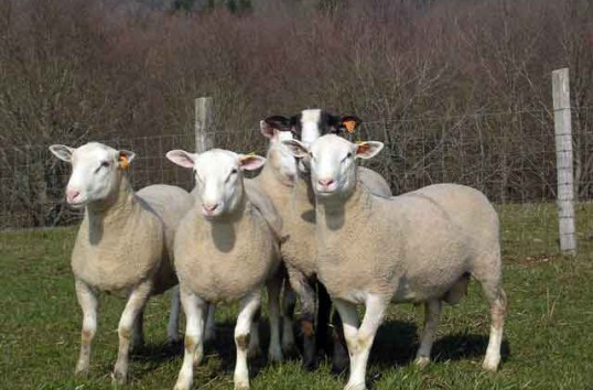 Numărul de ovine și caprine sacrificate a crescut cu peste 40%! - apiao1-1365491519.jpg