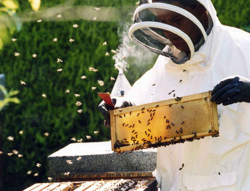 Albinele și-au scos banii. Producții mari de miere, în județul Constanța - apicultor-1343836674.jpg
