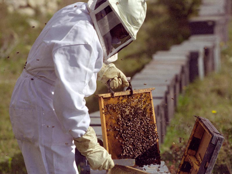 28 de tineri constănțeni își primesc diplomele de apicultor - apicultor-1365145408.jpg