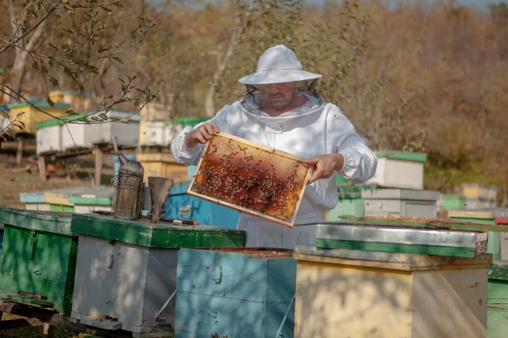 Apicultorii au criterii noi de activitate - apicultoriiaucriteriinoi-1606296998.jpg