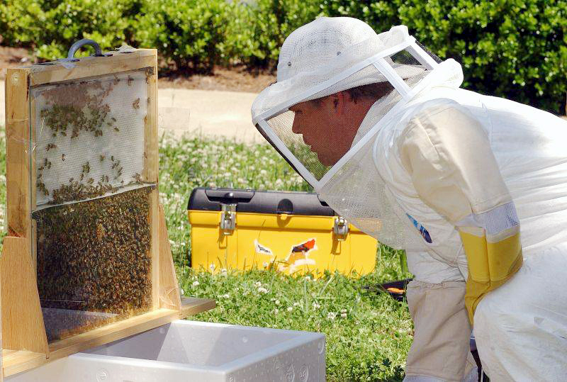 Crește valoarea sprijinului financiar  acordat apicultorilor în 2015 - apicultoriii-1443357053.jpg