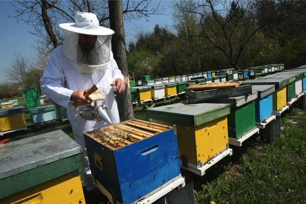 Apicultorii pot depune cereri de intenţie la APIA - apicultoriipotdepune-1621270604.jpg
