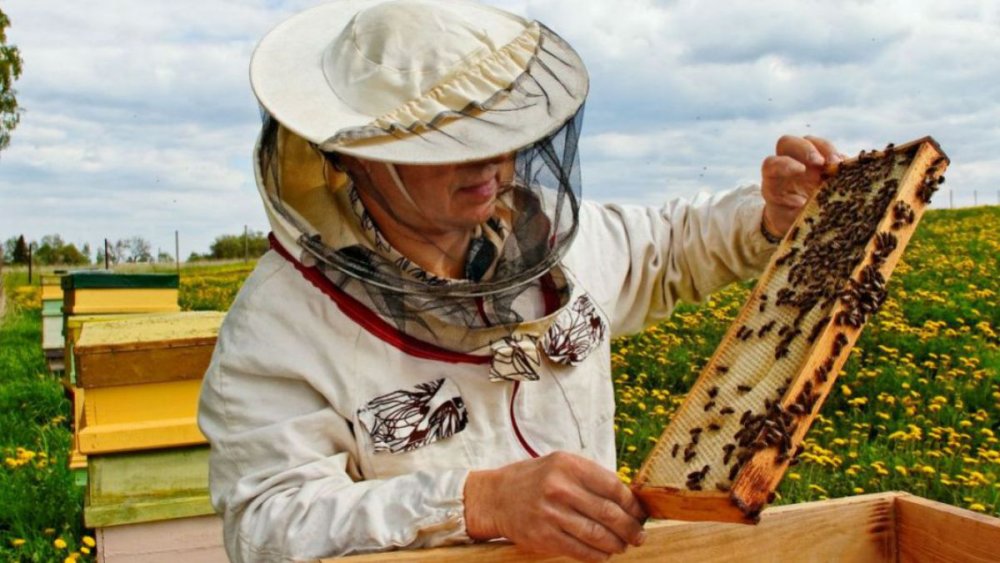 Apicultorii vor încasa bani pentru pierderile din primăvară - apicultoriiprimesc-1631641750.jpg