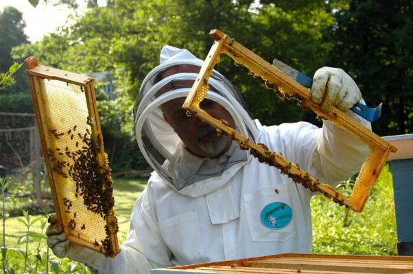 Apicultorii vor primi peste 97 de milioane de lei - apicultorivorprimipeste97demilio-1498991945.jpg