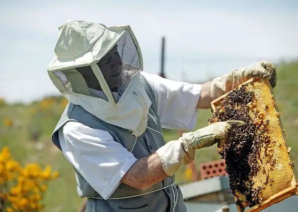 Situaţie critică în sectorul apicol. Crescătorii de albine solicită sprijin guvernamental - apicultura-1691322835.jpg