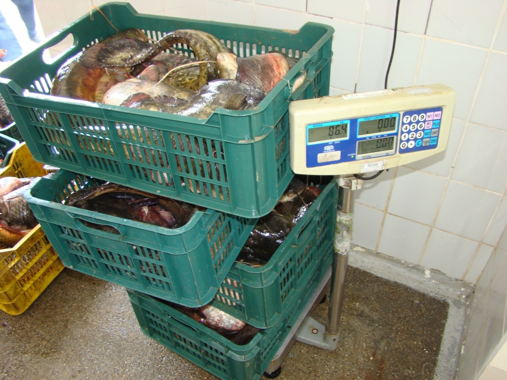 Aproape 60 kilograme de pește, confiscate de polițiștii de frontieră - aproape60kilo-1400145191.jpg