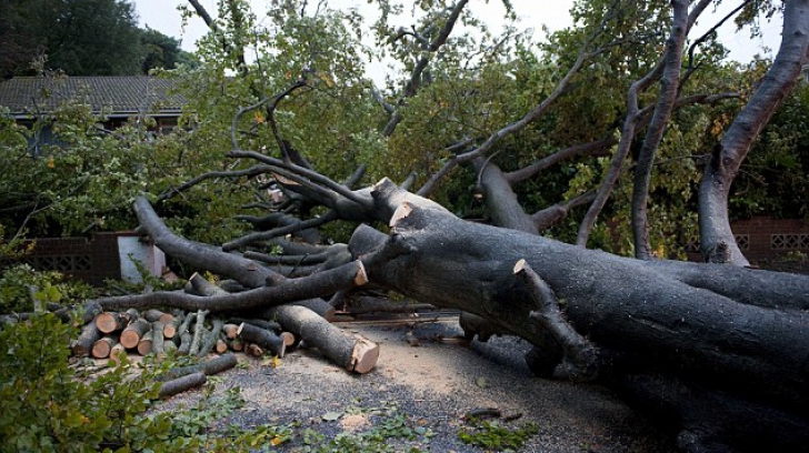 Vremea rea din Anglia face victime. O femeie a murit strivită de un copac - article0155beec2000005dc200634x3-1353846660.jpg