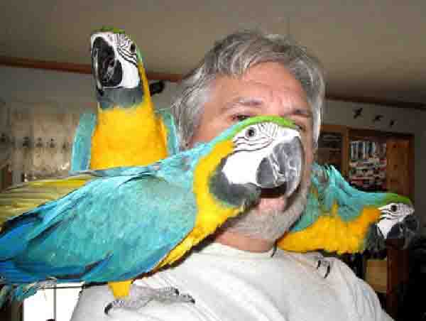 Așa ajuți papagalul  să vorbească - asaajutipapagal-1403440100.jpg