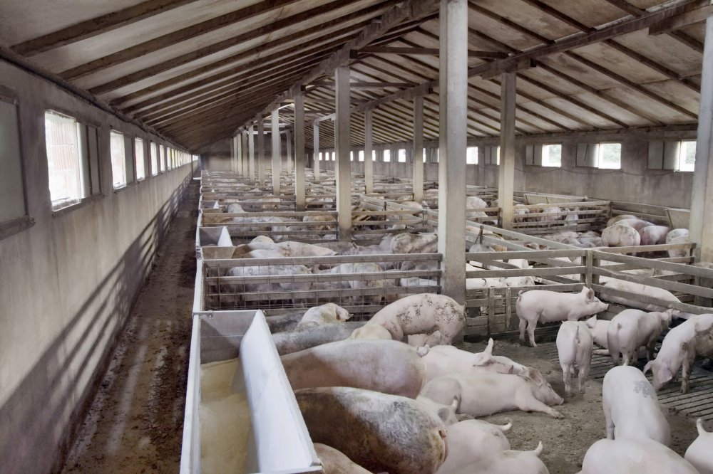 Producătorii de carne de porc, nemulţumiţi de diferenţele de preţ - asociatia-1623347606.jpg