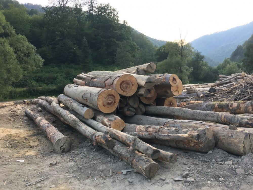 Asociaţia Prolemn condamnă blocarea accesului la resursa de lemn - asociatiaprolemn-1637506370.jpg