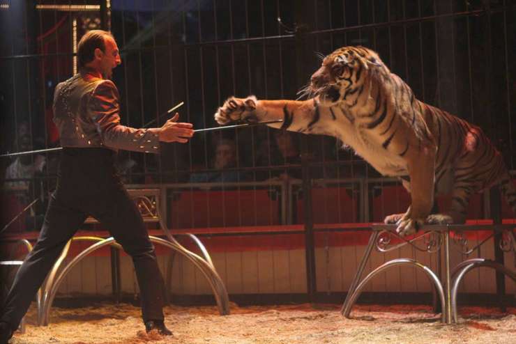 Dresor ucis de patru tigri într-un circ din sudul Italiei - atac-1562359799.jpg