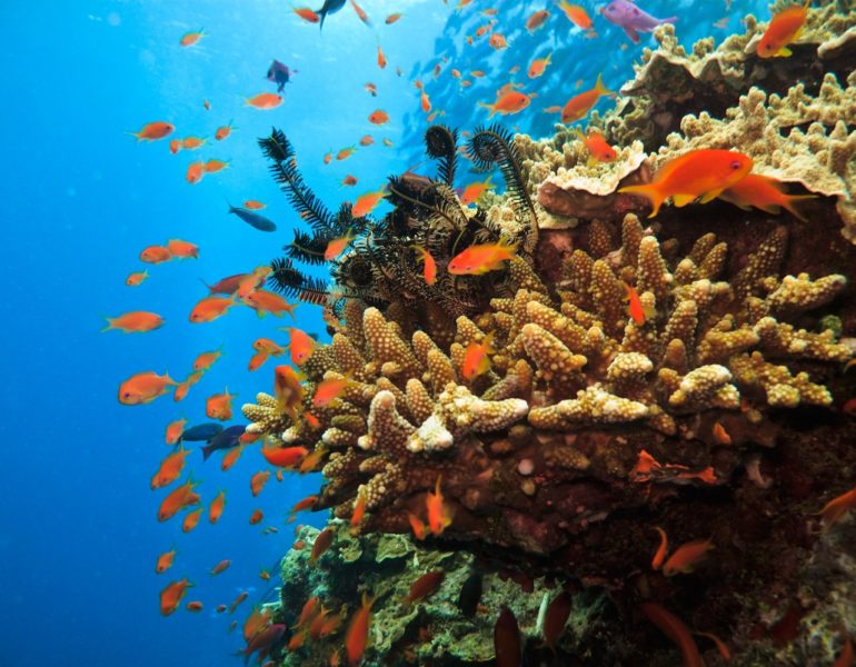 Australia oferă finanţare pentru a proteja Marea Barieră de Corali - australiacorali-1647957295.jpg
