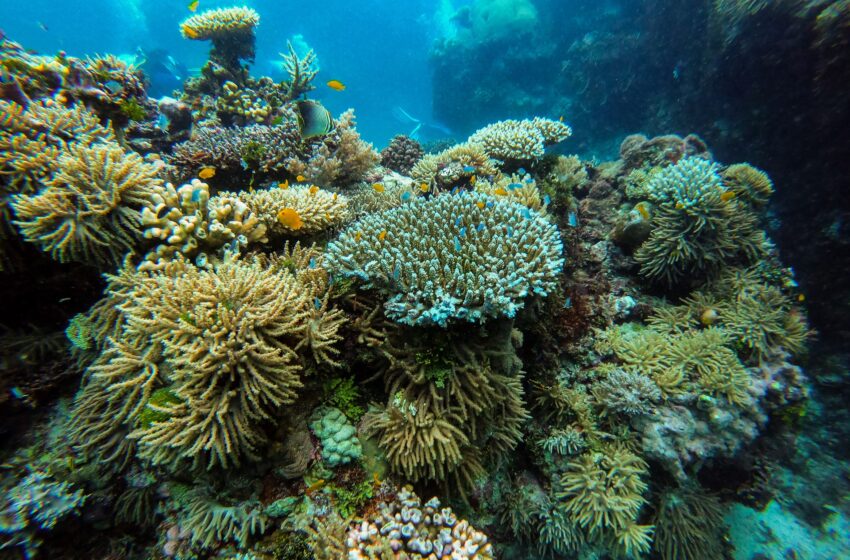 91% din Marea Barieră de Corali a suferit un episod de albire - australiacorali-1652705874.jpg