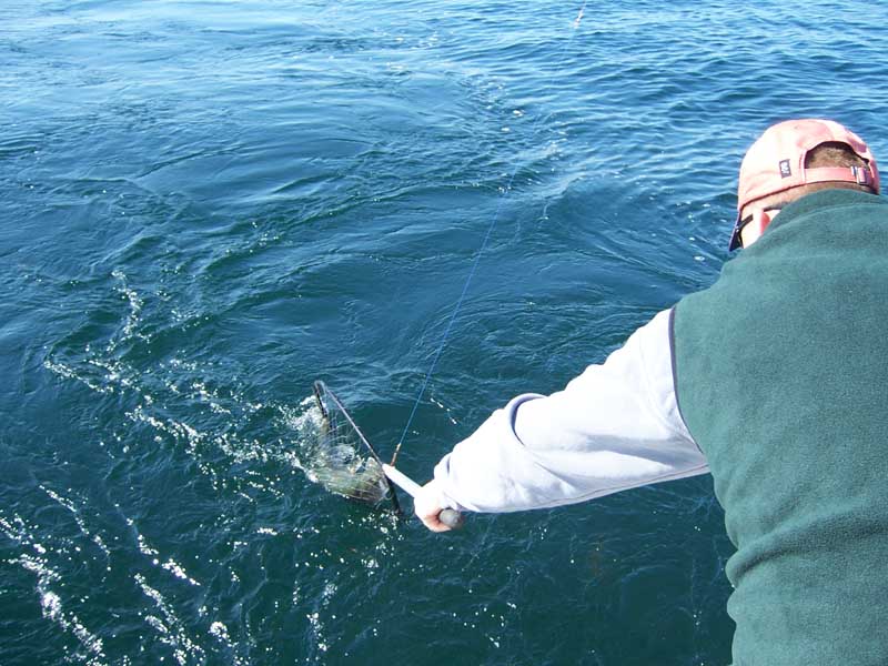 Zeci de braconieri pescuiesc la japcă, nestingheriți, pe Lacul Tăbăcărie - b06e14c37d30165a92ea0d7ce2ab7525.jpg