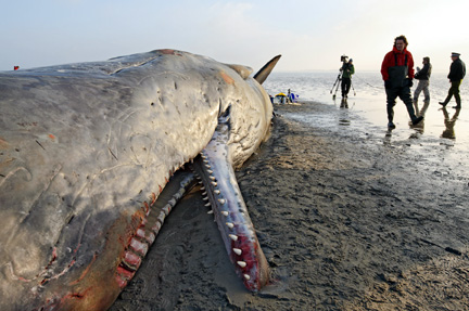 Balenă de 18 metri lungime,  eșuată pe o plajă din New York - balena-1356610900.jpg