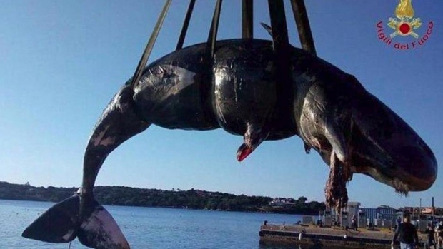 O balenă gestantă a eșuat pe o plajă în Sardinia. Avea în stomac 22 kg de plastic - balena64006100-1554198027.jpg