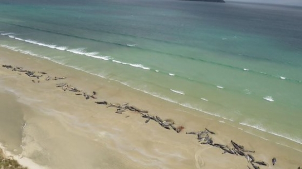 Aproape 150 de balene au eșuat pe o plajă din Noua Zeelandă. Jumătate dintre ele, eutanasiate - balene65906700-1543226187.jpg