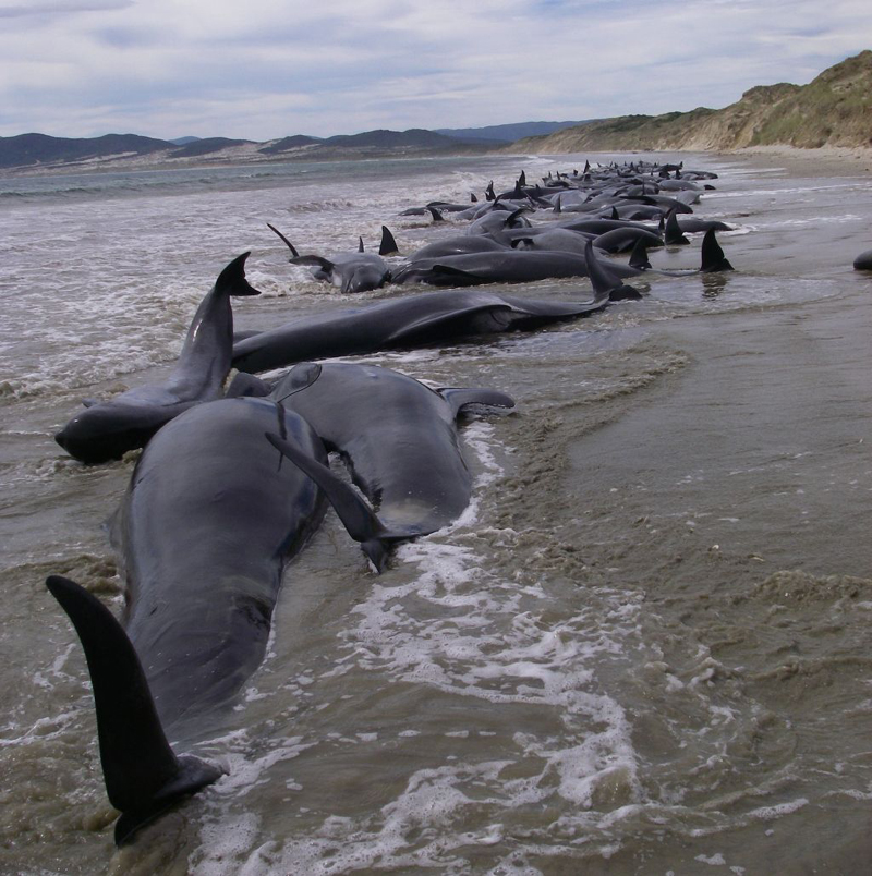 27 de balene au eșuat pe o plajă din Mexic. Numai trei au supraviețuit - baleneesuate-1463398326.jpg