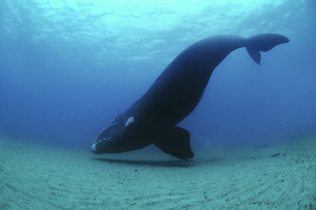 Mai multe balene australe au murit în Argentina din cauza unei microalge - balenemoarte-1664982553.jpeg
