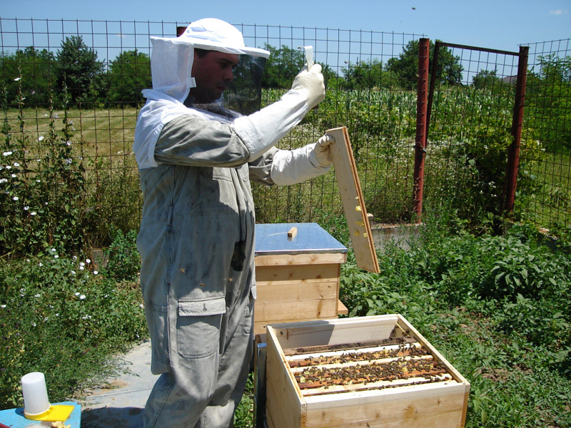 Bani pentru apicultori în 2014 - 2016 - baniapicultori-1387125054.jpg