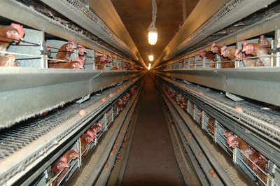 Din ianuarie nu mai pot fi vândute ouă de la găini crescute în baterii - baterii6-1323868951.jpg