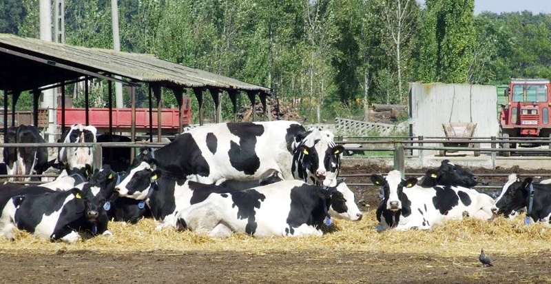 România a exportat de 11 ori mai puțină carne de vită decât a importat - bb3a026fe12bd786f45348b570f08cba.jpg