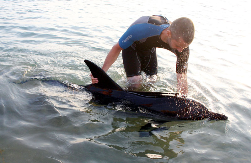 Bani europeni pentru salvarea delfinilor din Marea Neagră - bb3f15ff09594201c50a436703667760.jpg