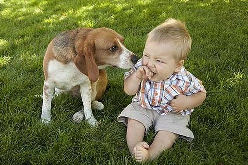 Câinii îi protejează pe bebeluși de anumite infecții - bbebesicaine-1341818823.jpg